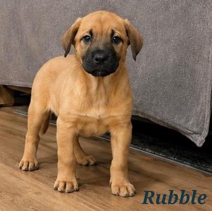 Rubble, Boxer, puppy, available for adoption