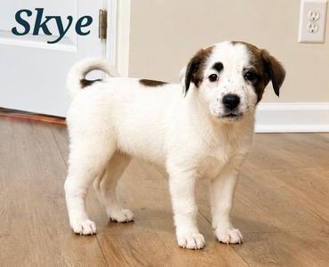 A white and brown puppy standing on a wooden floor, looking at the camera.