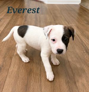 A white and brown puppy with a black patch on its back standing on a wooden floor. The name "Everest" is written in blue text above the puppy.