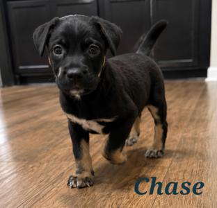 Chase, Shepherd, puppy, available for adoption