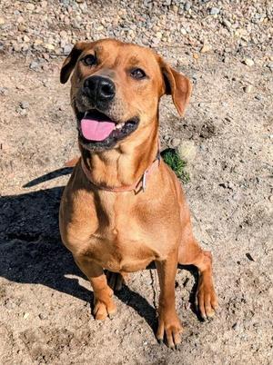 Tinkerbell, Labrador Retriever, adult, available for adoption