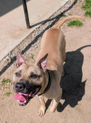 Homer, Pit Bull Terrier, adult, available for adoption