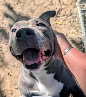 Destiny, Pit Bull Terrier, adult, available for adoption