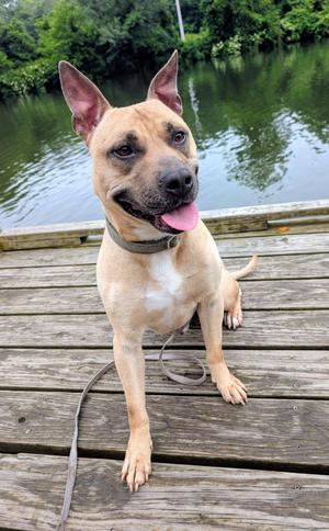 Homer, Pit Bull Terrier, adult, available for adoption
