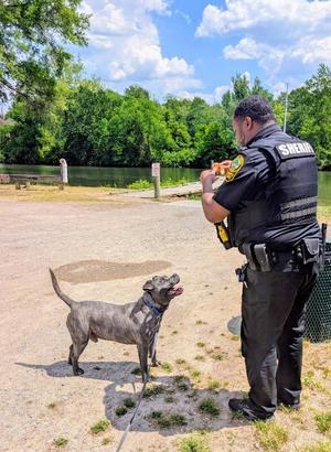 Dawg, Pit Bull Terrier, adult, available for adoption