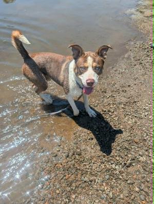 Hodge, Husky / American Staffordshire Terrier, adult, available for adoption