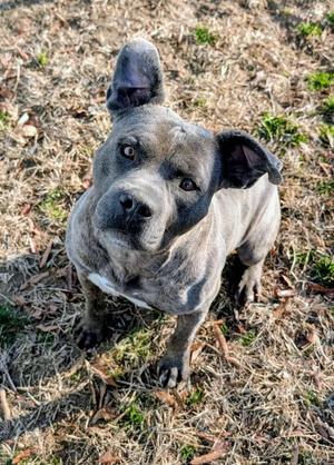 Dawg, Pit Bull Terrier, adult, available for adoption