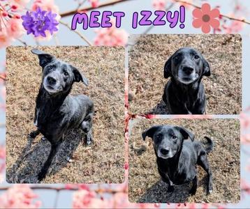 Izzy, Labrador Retriever, adult, available for adoption