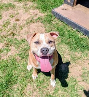 Tillie, Pit Bull Terrier, adult, available for adoption