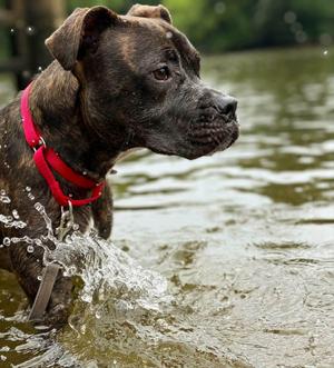 Bruno, Boxer / American Staffordshire Terrier, adult, available for adoption