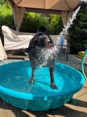 Pepper, Black Labrador Retriever, adult, available for adoption