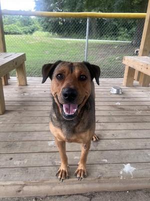 Rose, Shepherd, adult, available for adoption