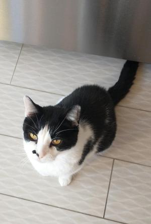 Moo Moo, adult, available for adoption
