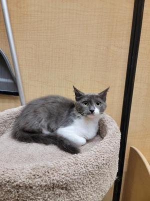 Angy (downey), kitten, available for adoption