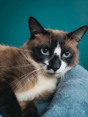 Ote (downey), young, available for adoption