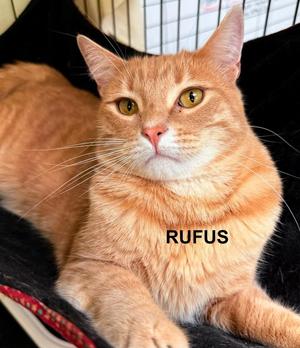 Rufus, adult, available for adoption