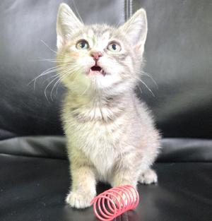 Abigail, kitten, available for adoption