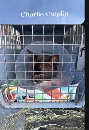Charlie Catplin, adult, available for adoption