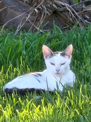 Blanca, adult, available for adoption