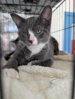 Binder, kitten, available for adoption