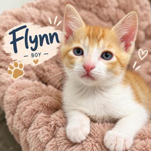 A cute orange and white kitten with blue eyes named Flynn, lying on a fluffy pink blanket. The text "Flynn - BOY" is written in a playful font with paw prints and hearts around the kitten.