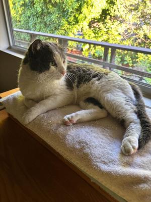 Bear, adult, available for adoption