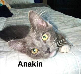 Anakin, kitten, available for adoption