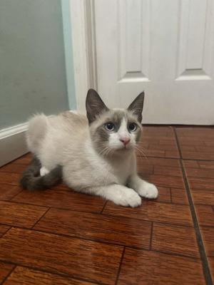 Cinnamon (downey), kitten, available for adoption
