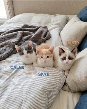 Three kittens named Caleb, Skye, and Misty lying on a bed.