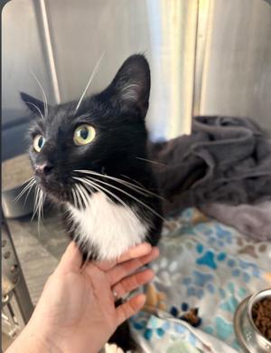 Baxter, young, available for adoption