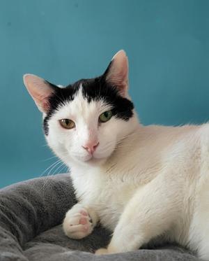 Charlie Bean (downey), adult, available for adoption