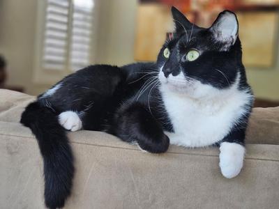 Cookie, adult, available for adoption