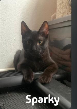Sparky, kitten, available for adoption