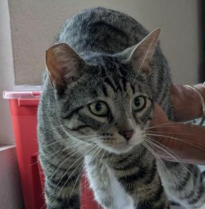 Custer, young, available for adoption