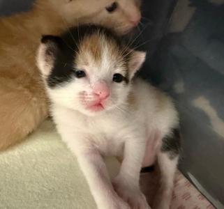 Fiona, kitten, available for adoption