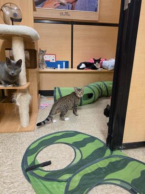 Crombie (downey), kitten, available for adoption