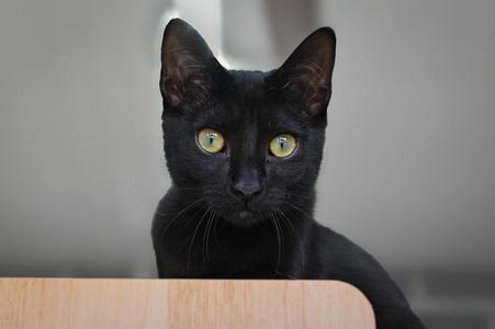 Shiloh, kitten, available for adoption