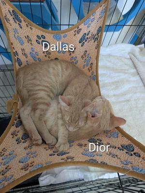 A cat named Dallas is sleeping on a cat bed with a pattern of paw prints, and another cat named Dior is lying next to it.