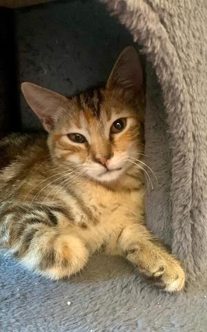 Rosalie, kitten, available for adoption