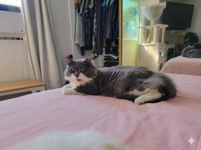 A fluffy gray and white cat lies on a pink comforter on a bed.
