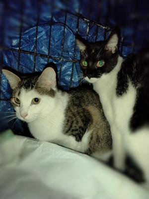 Chrome, kitten, available for adoption