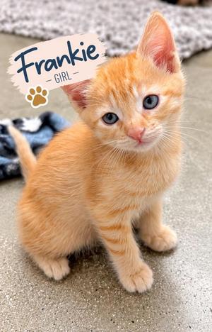 Frankie, kitten, available for adoption