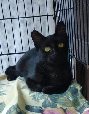 Midnight, adult, available for adoption