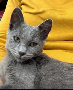 Rhiannon, kitten, available for adoption