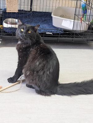 Ally, adult, available for adoption