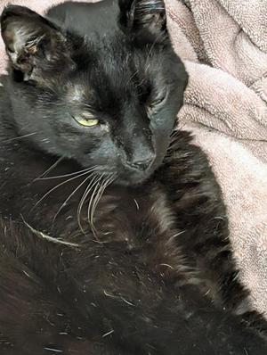 Chad, adult, available for adoption