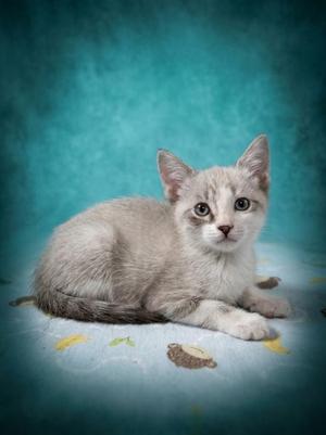 Casper (Downey), kitten, available for adoption