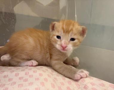 A small orange tabby kitten sitting on a pink patterned surface.