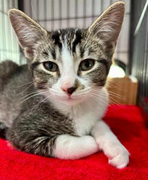 Easton, kitten, available for adoption