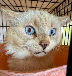Apollo, senior, available for adoption